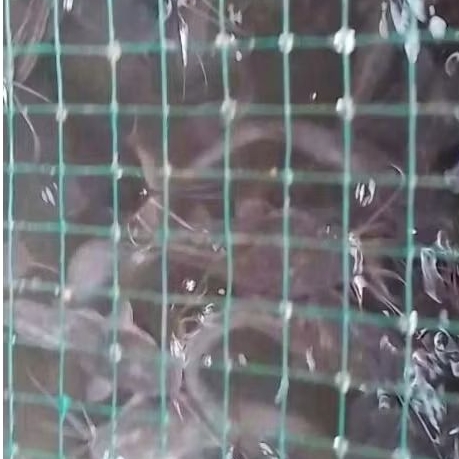ikan lele hidup 1 kilo/ikan lele ukuran konsumsi/ikan lele pecel