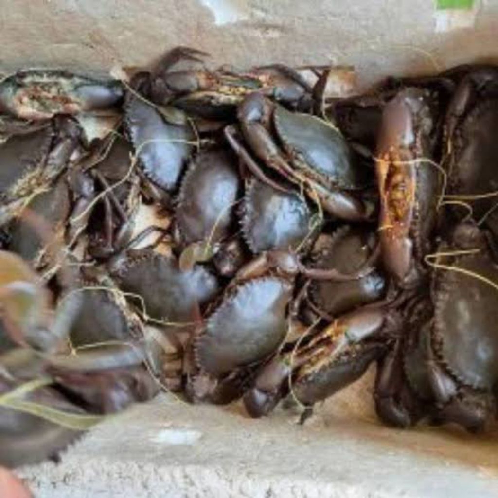 Kepiting hidup segar fresh