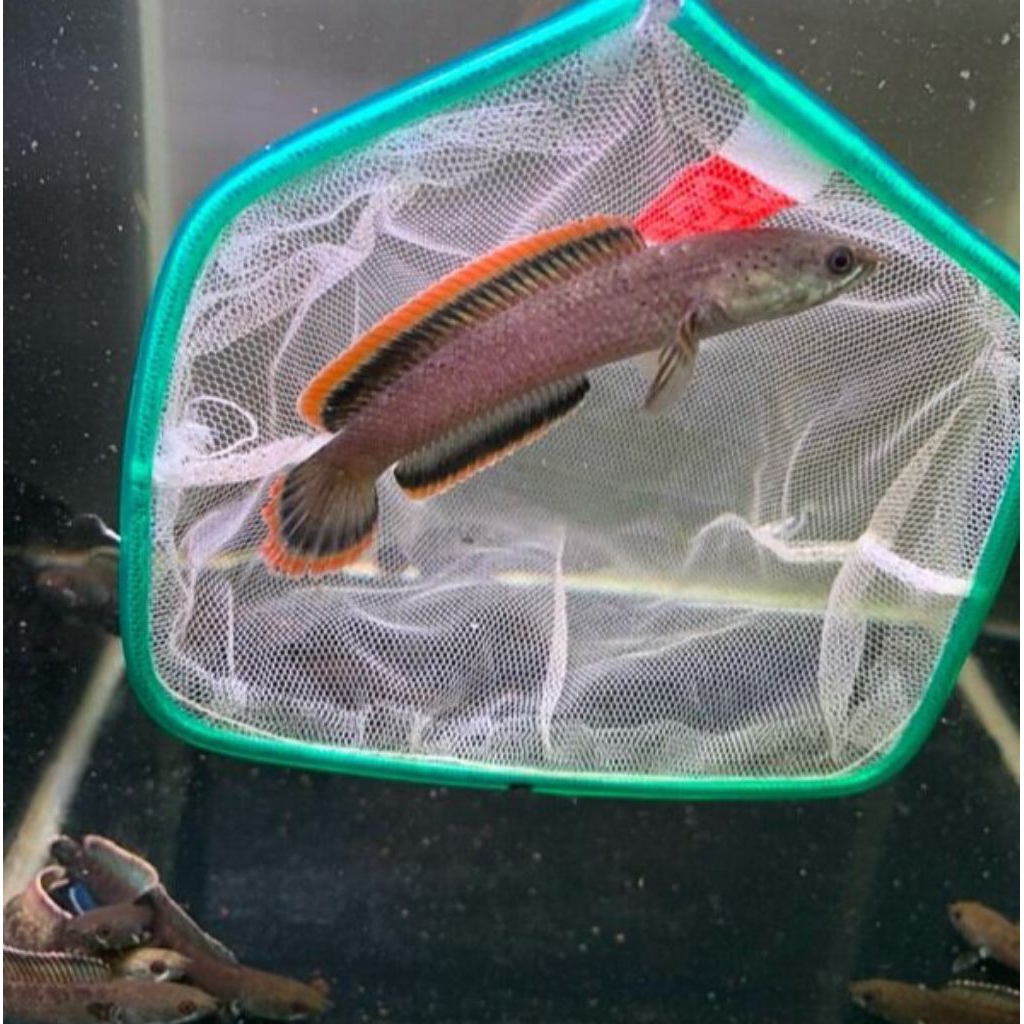 Chana Limbata CB Lawu Progres Rim Merah isi 3 Ekor size 3-6cm