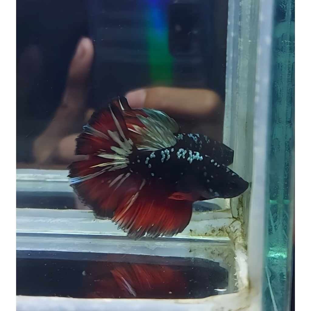 hiasan halfmoon avatar copper size M