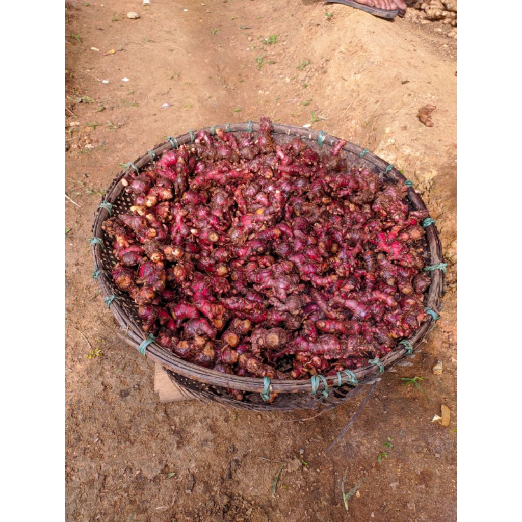 jahe merah 1kg