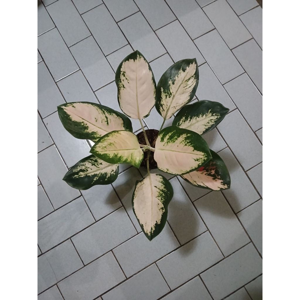 Aglaonema Kochin cahaya