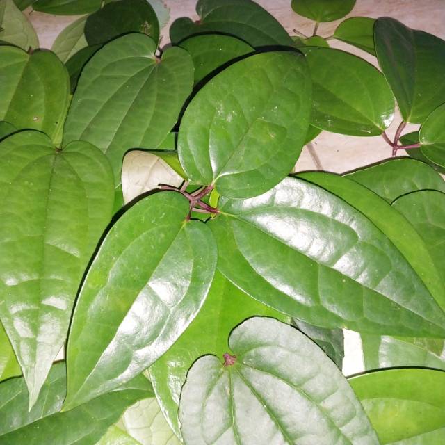 JUAL DAUN BUNGKUS 3 JARI PAPUA Ramuan obat tradisional