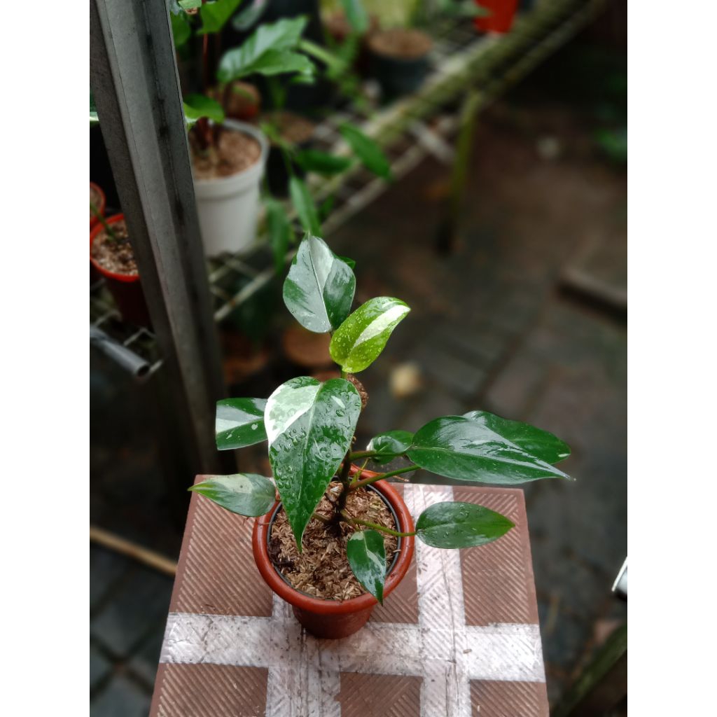 PHILODENDRON WHITE PRINCESS