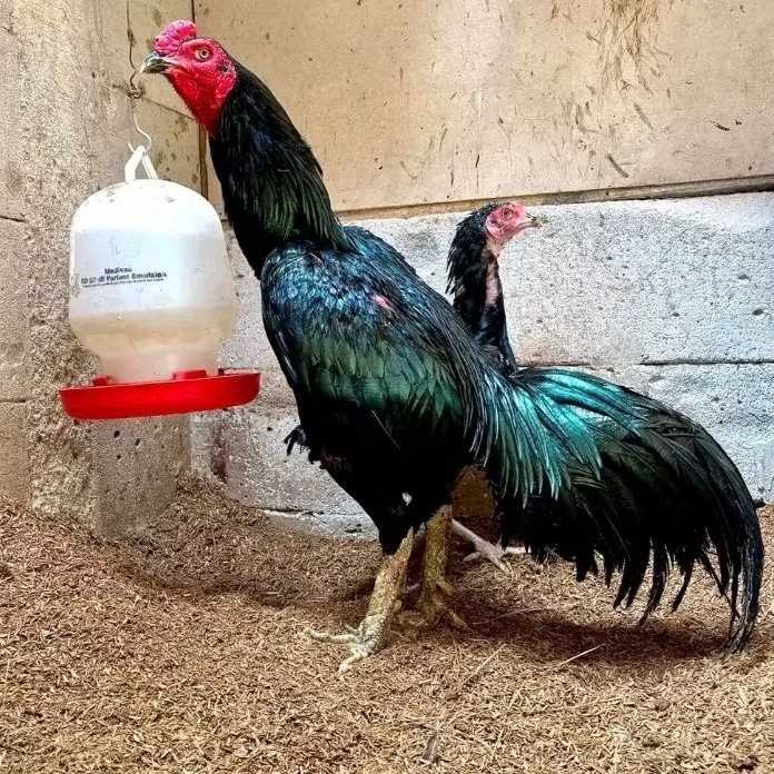 TELUR  AYAM PAKHOY  ORIGINAL UNTUK DITETASKAN