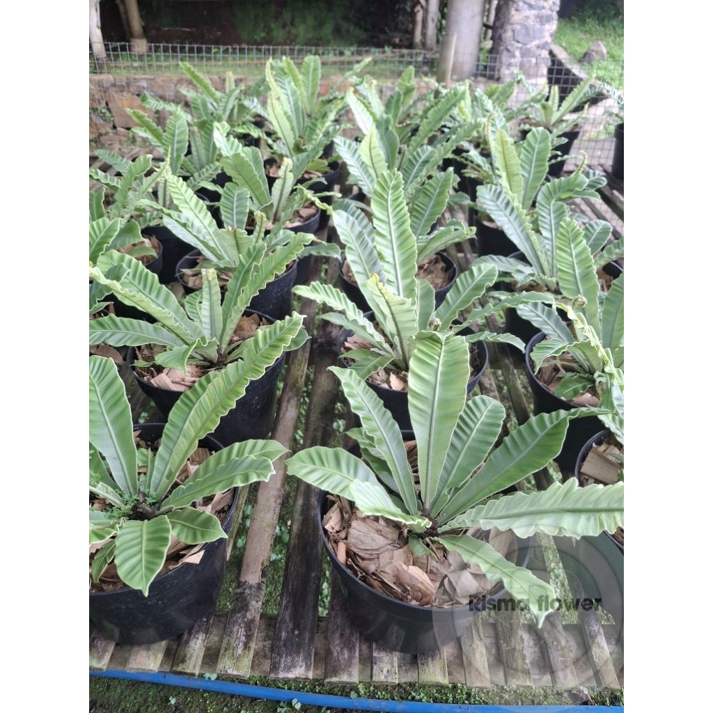 Pohon kadaka lasagna silver realpict sudah rimbun / Tanaman hias kadaka lasagna silver