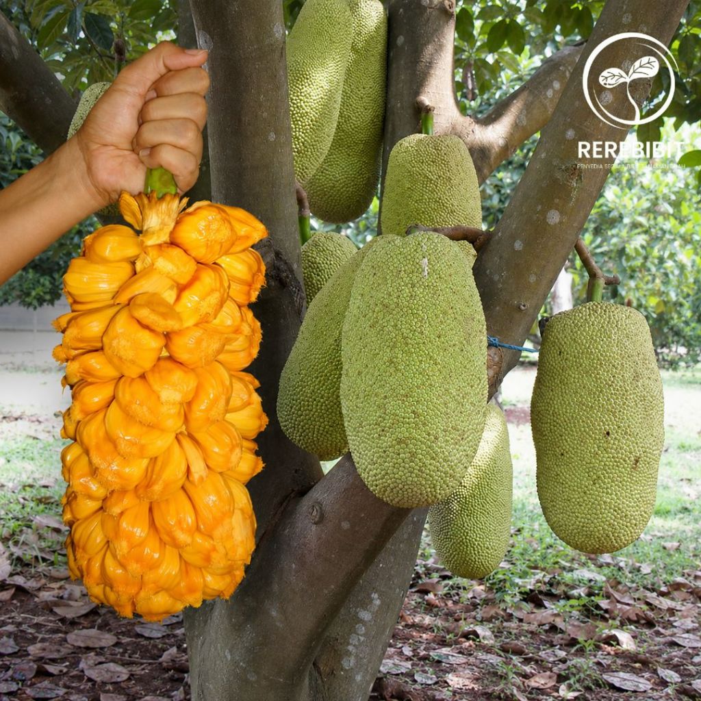 Bibit Cempedak Biji Kecil Daging Tebal Hasil Okulasi