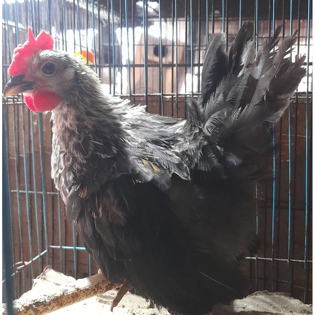 AYAM KATE KAKI PENDEK CEPER JANTAN SATUAN "ayam sesuai foto dan video"