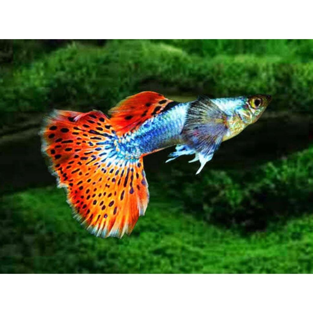 super hemat paket 20 ekor guppy cendolan cobra red dragon  warna cantik berkualitas hiasan aquarium