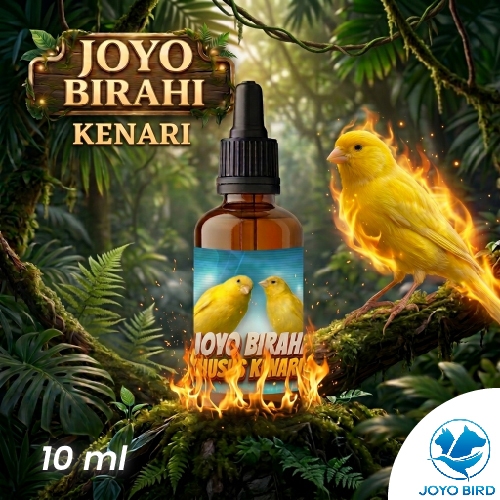 OBAT BURUNG PENDONGKRAK BIRAHI KENARI | VITAMIN BURUNG PENDONGKRAK BIRAHI TESTOTERON & ESTEROGEN, ME