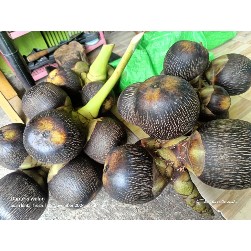 buah Lontar utuh spesialis muda berair