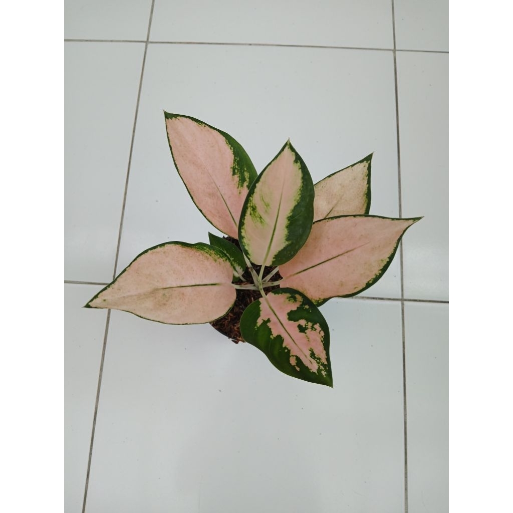 Aglaonema Kochin sutra