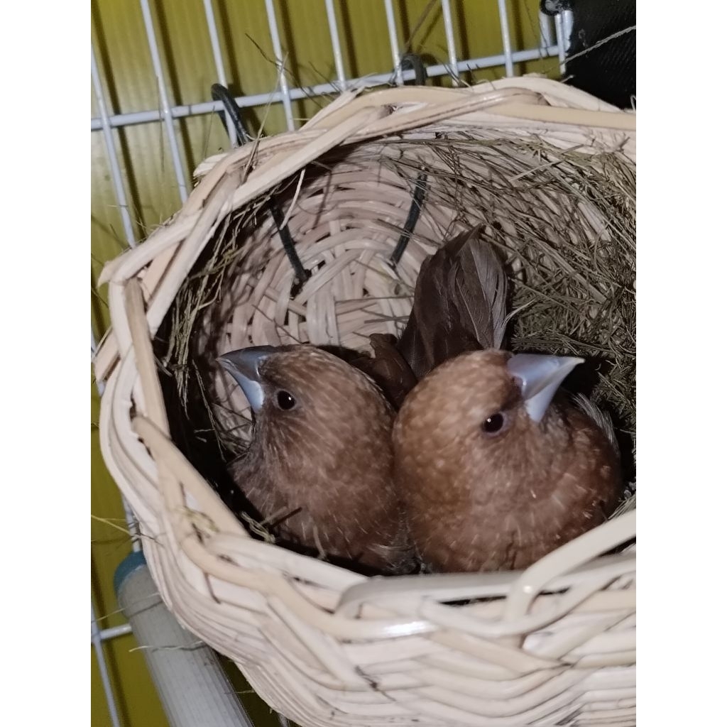 Emje Holland Batik Sepasang Fawn Brown