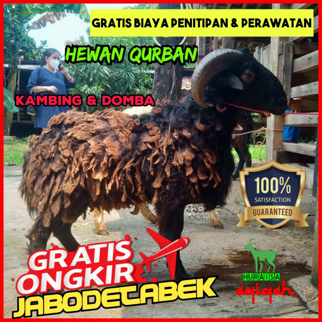 Kambing Qurban / Kambing Aqiqah / Domba Qurban / Domba Aqiqah / Kambing Jantan / Kambing Betina / Do