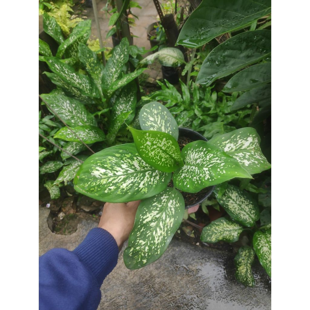Tanaman Aglonema Beras Tumpah/Sri Rejeki Snow White