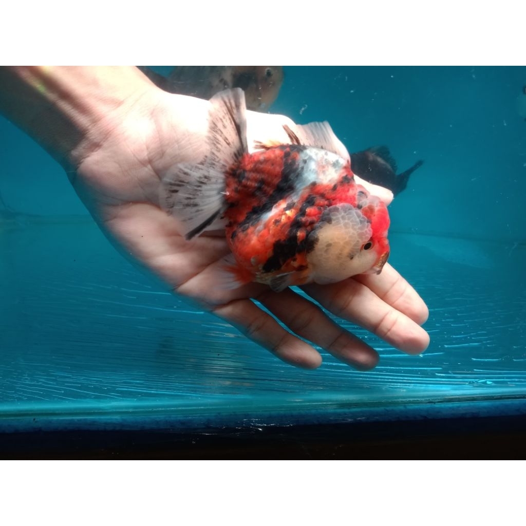 Ikan Mas Koki Oranda Short Tail Bahan Grooming