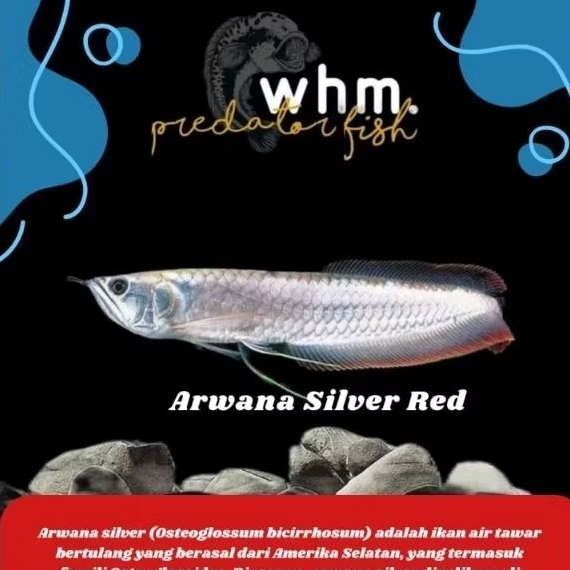 Arwana Silver Red Brazil 20-22 cm (stiker ikan)