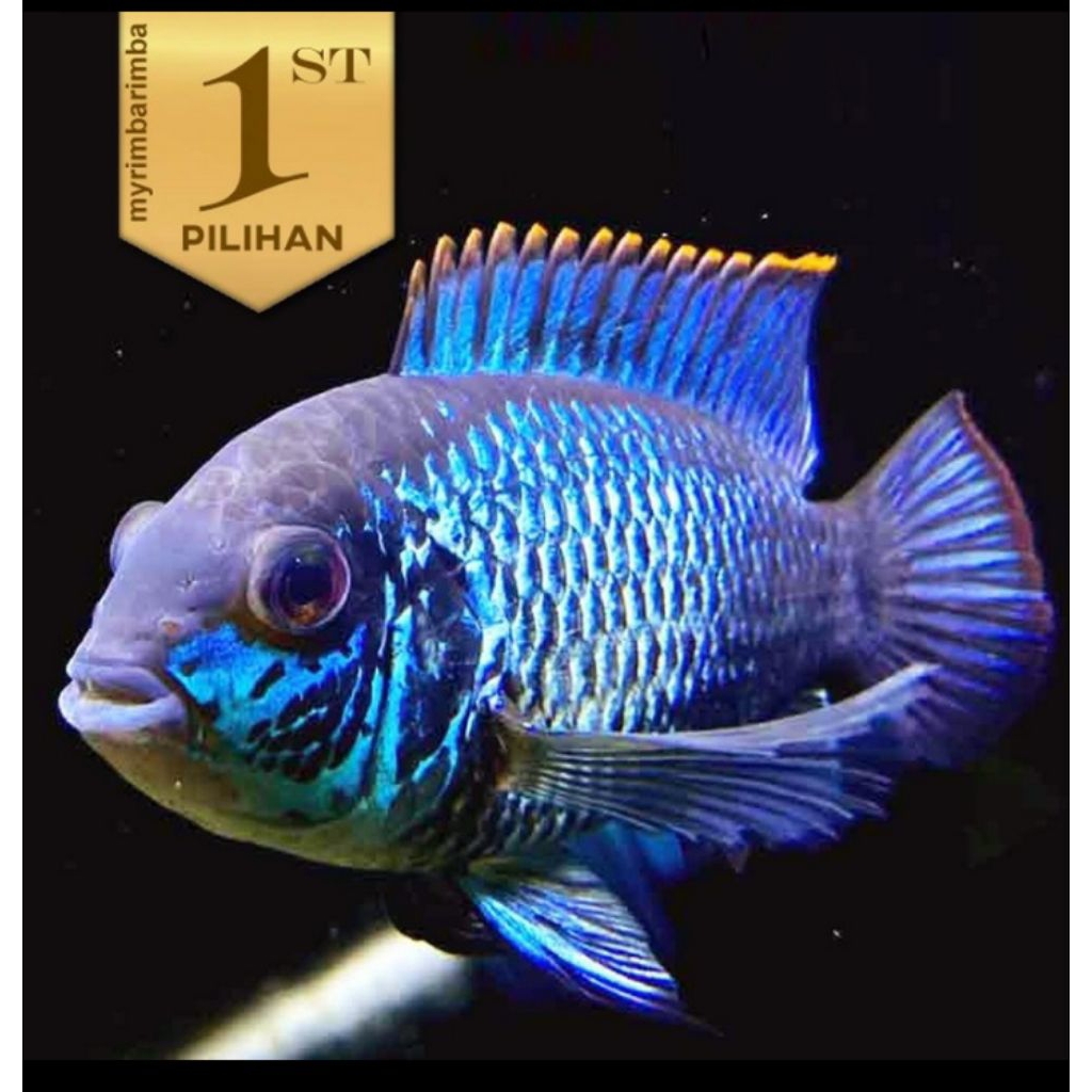 Cichlid Blue Acara Ikan Hias Aquascape Hiasan Aquarium Tanaman Air