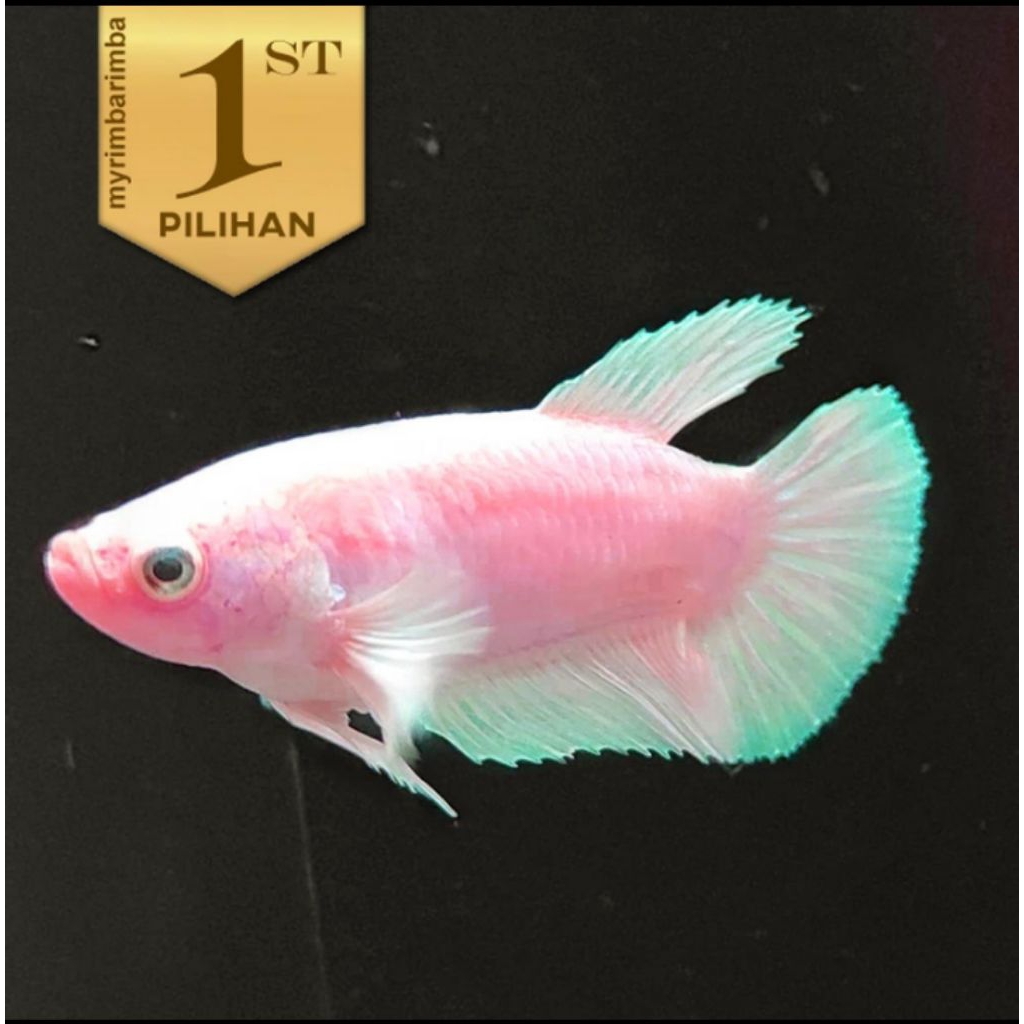 Cupang Giant Betina Pink Ikan Hias Aquascape Hiasan Aquarium Air Tawar