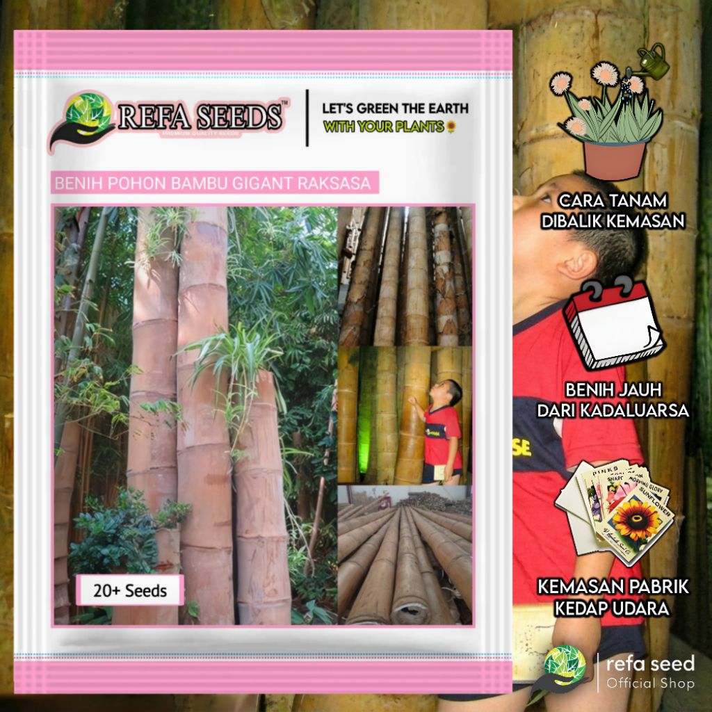 20 Biji Benih Pohon Bambu Gigant Raksasa Original | Kemasan Pabrik | Bibit Bambu Raksasa