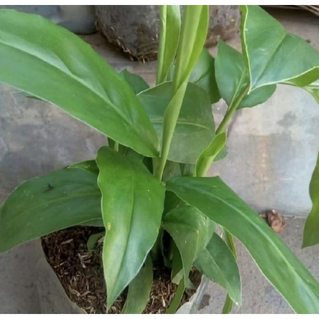 Pohon Lengkuas/ Bumbu Masak Lengkuas/ Tanaman Lengkuas Sayur/ Bibit Pohon Lengkuas