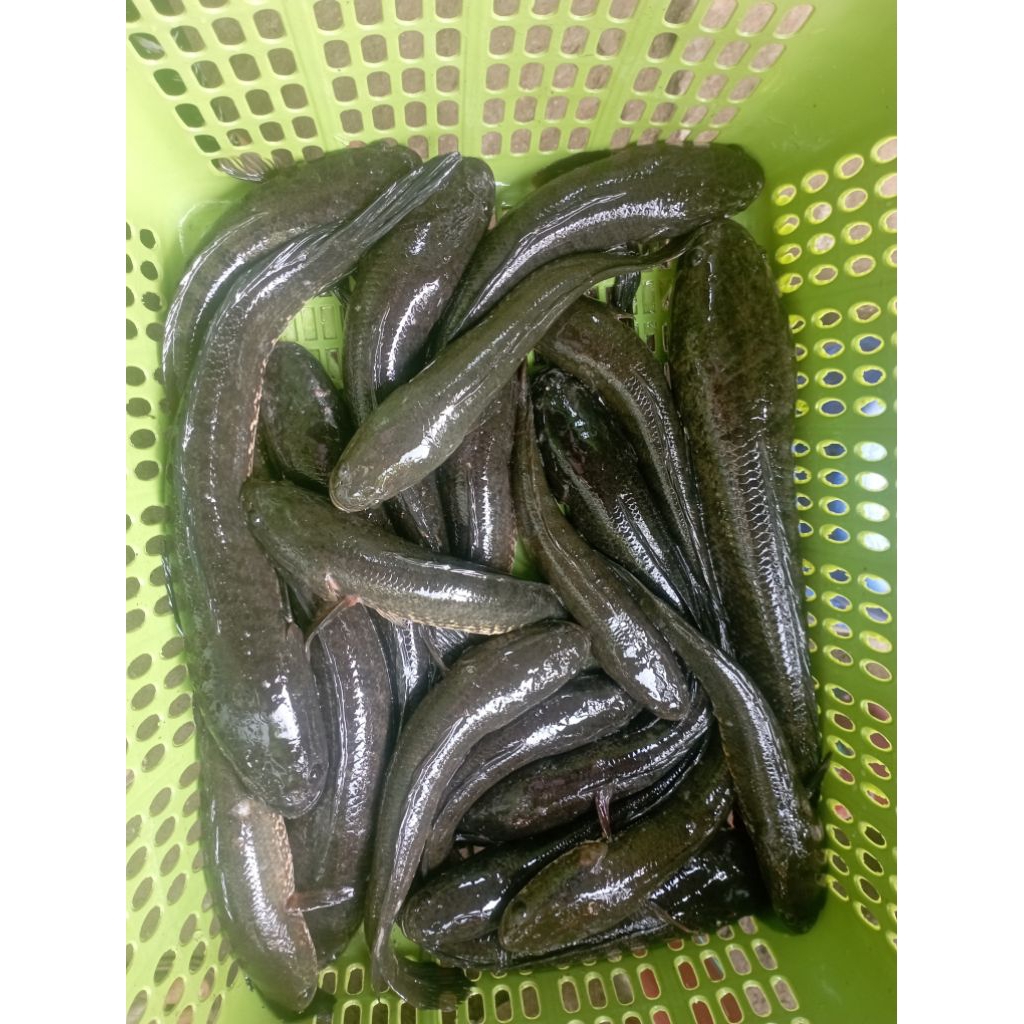 READY IKAN GABUS HIDUP 1KG SEGAR DAN FRESS