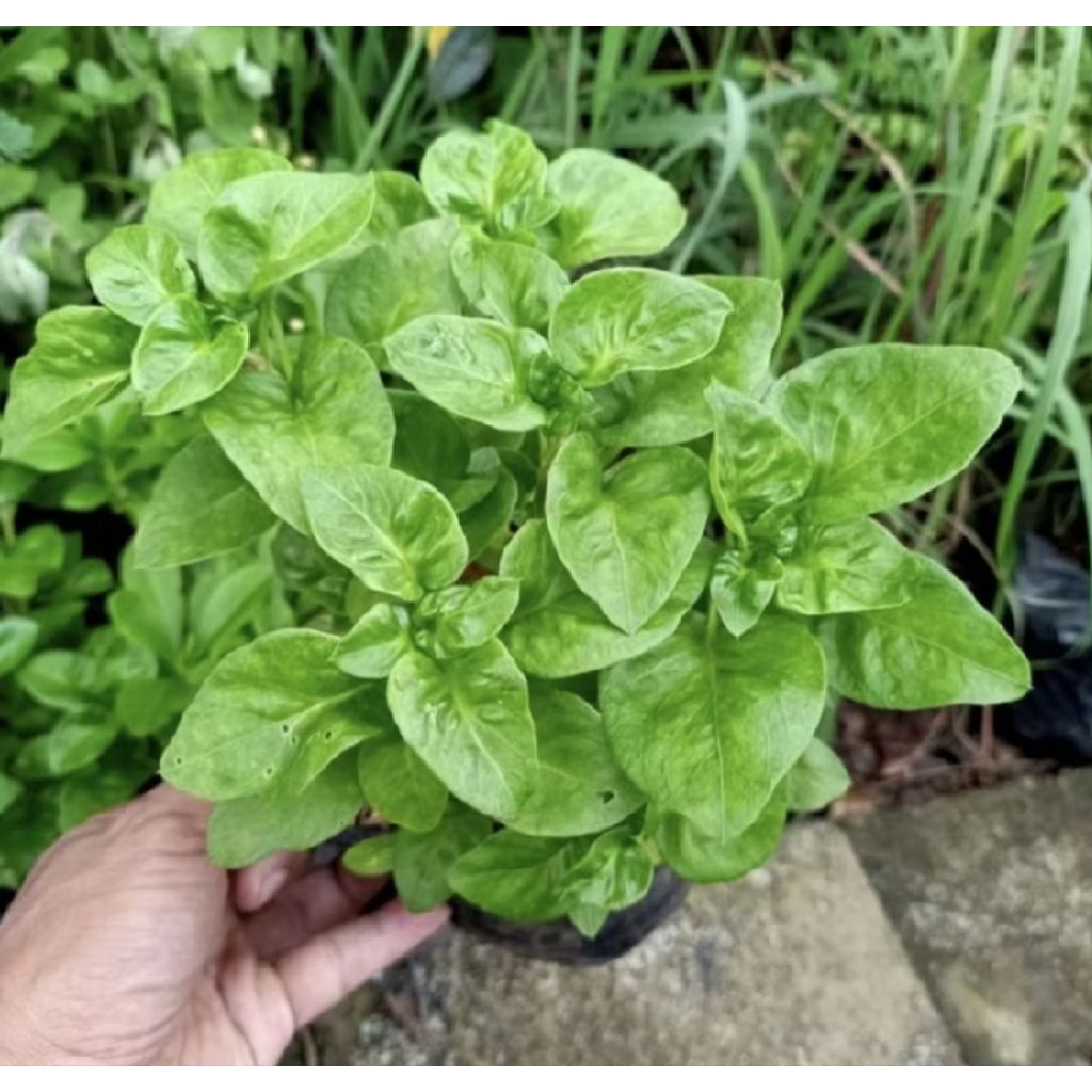 Pohon Bayam Brazil/ Tanaman Bayam Brazil/ Daun Bayam Brazil Murah