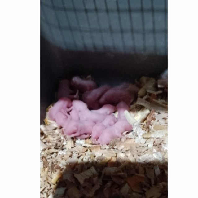 TIKUS PUTIH (MENCIT) PINKIES PAKAN REPTIL UJI PRAKTIKUM