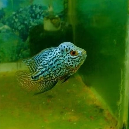 Louhan Kamfa F2 Import Thailand