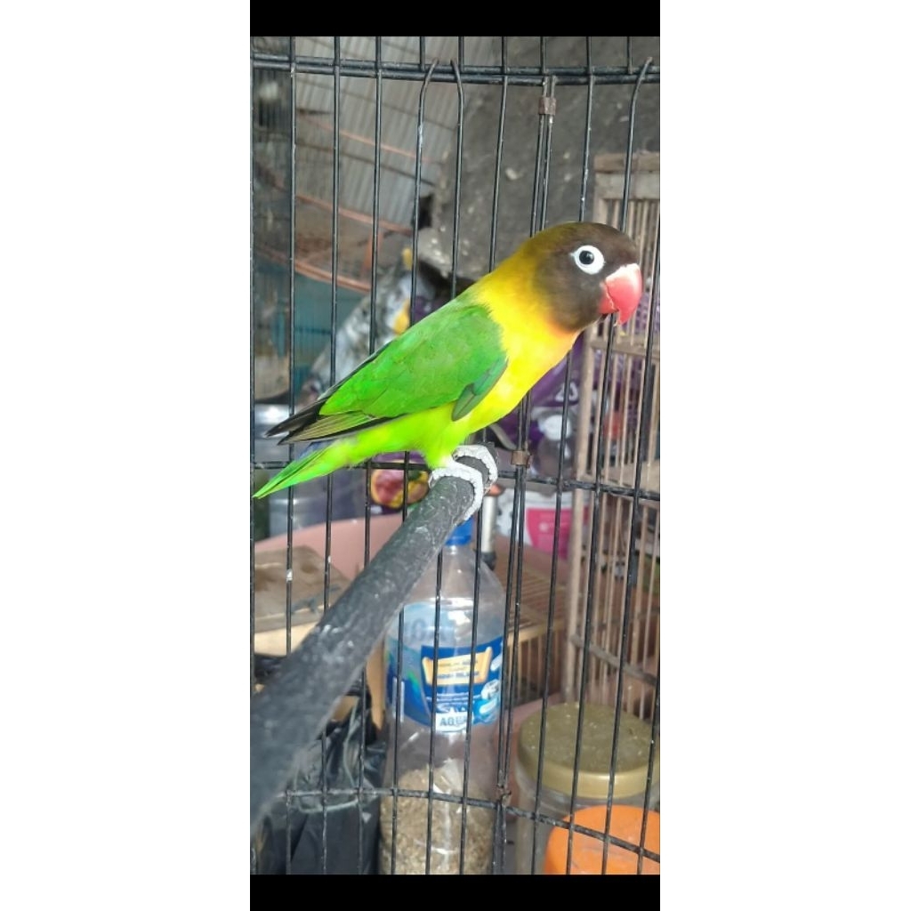 lovebrid dakocan