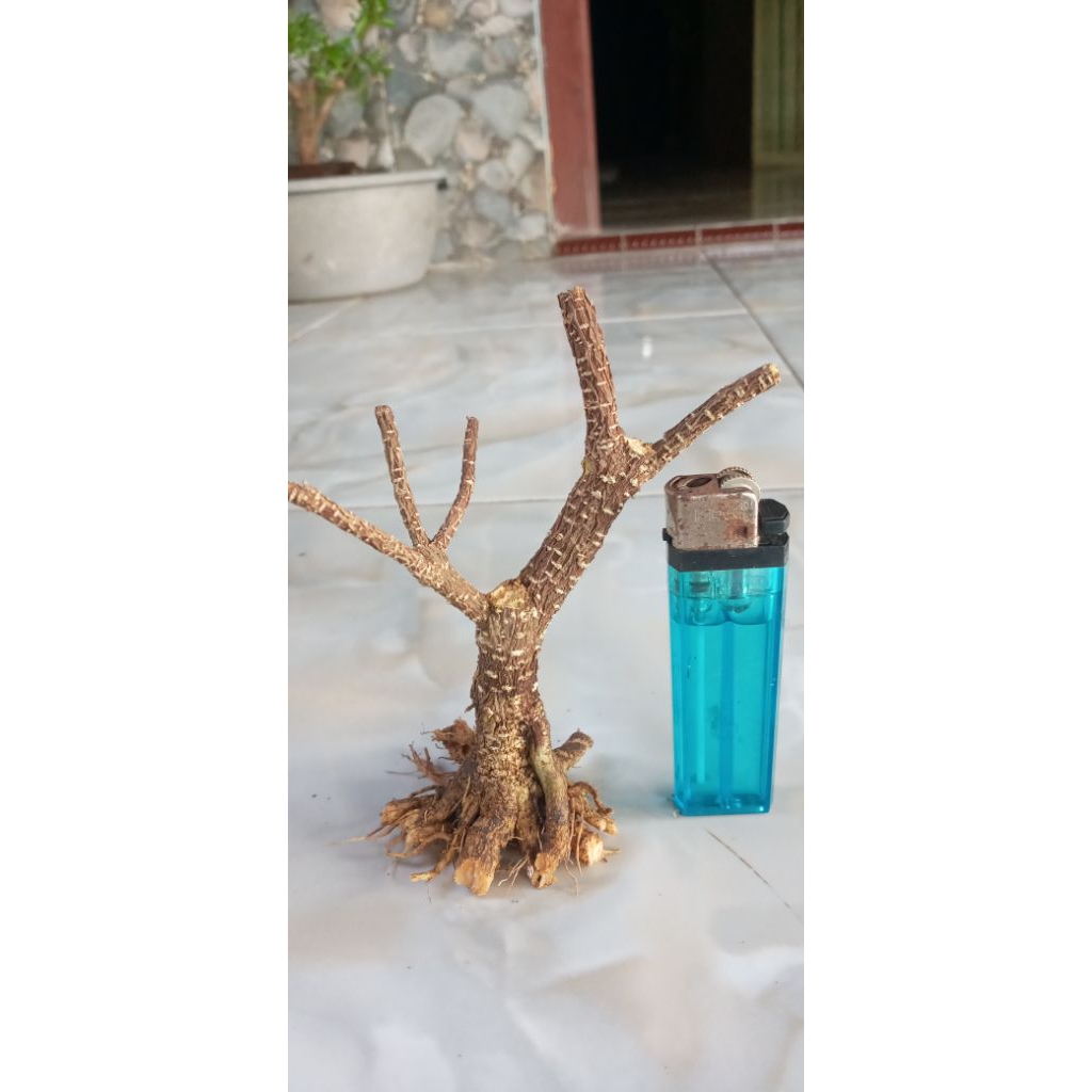 bahan bonsai sakura mikro