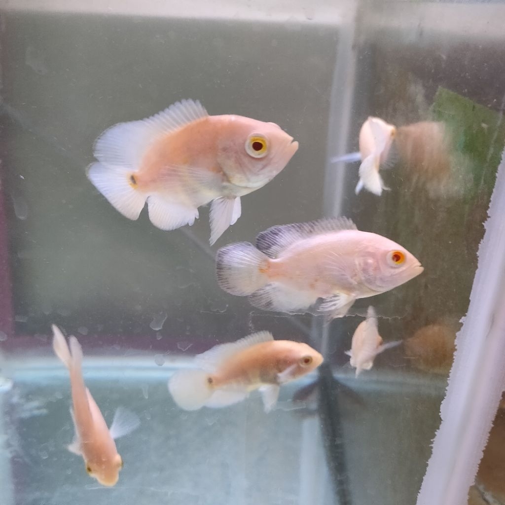 ikan hias(predator) Oscar albino ikan sehat&aktif