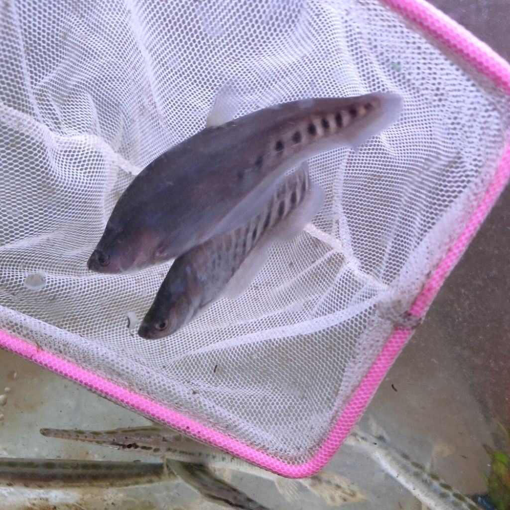ikan hias(predator) belida silangan royal ikan sehat&aktif size 8-9cm