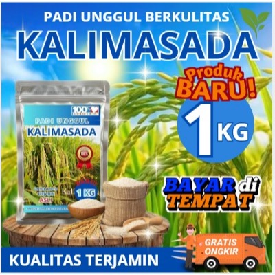 BENIH PADI KALIMASADA SUPER 1KG