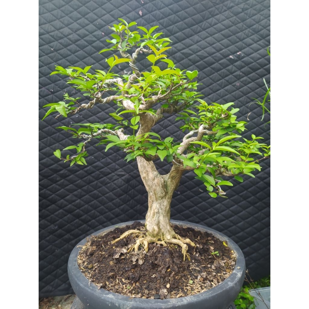 Bonsai Anting Putri Ukuran Small