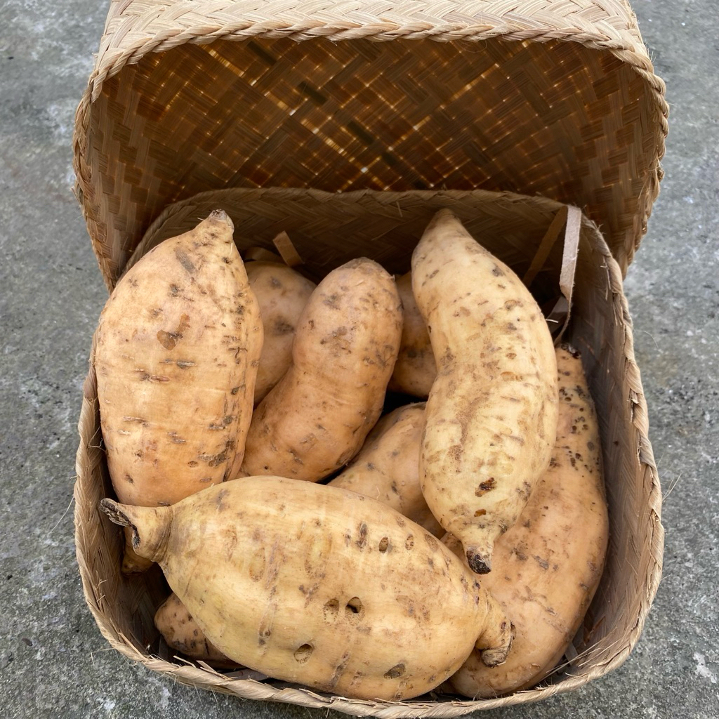 Asli Ubi Madu/Telo Madu (Mentah) untuk Oven Oleh-oleh Khas Tawangmangu
