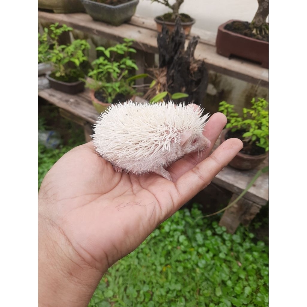 landak mini