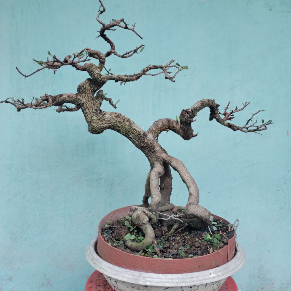 bahan bonsai asam Jawa program akar