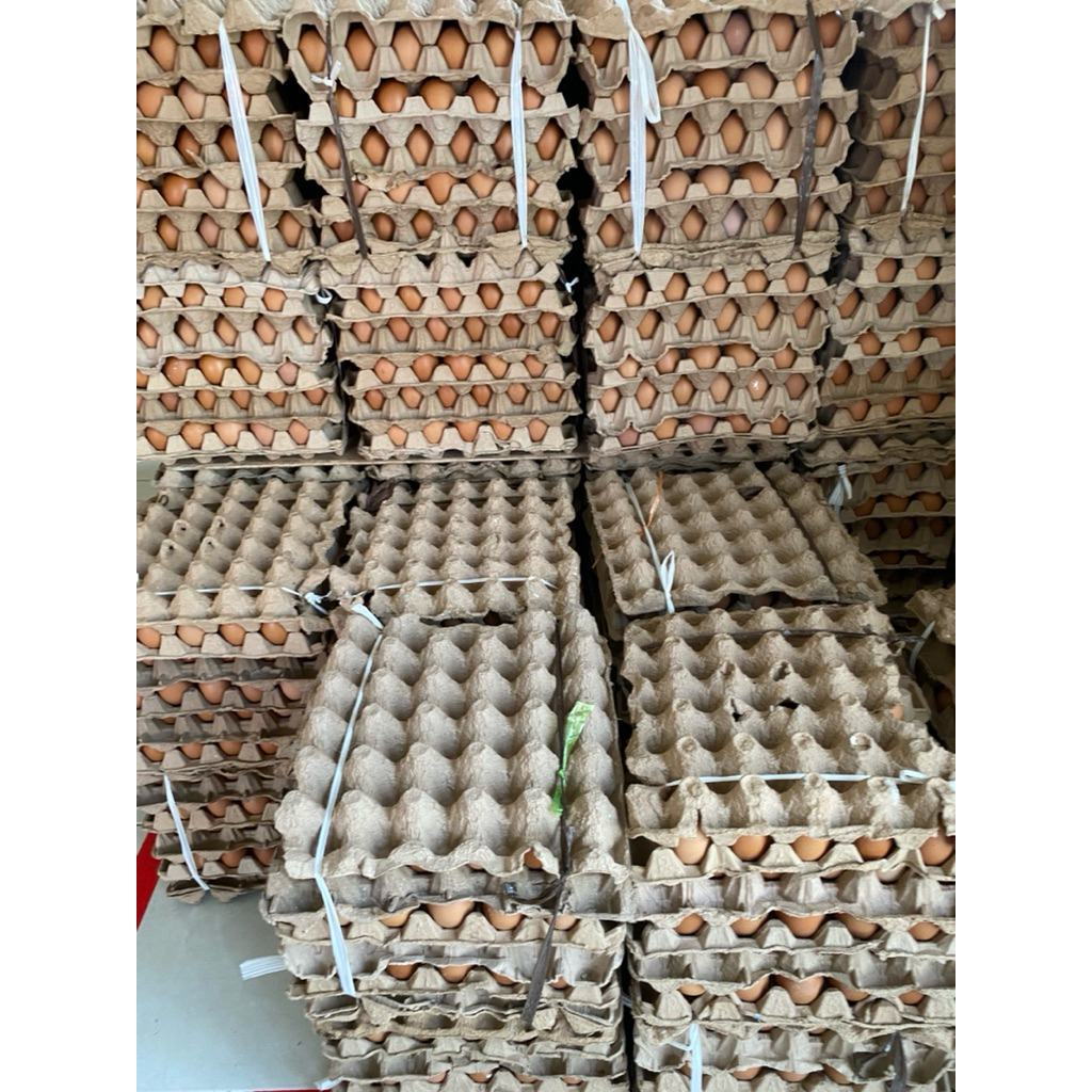 Telur Ayam Negeri Ukuran Jumbo Medan