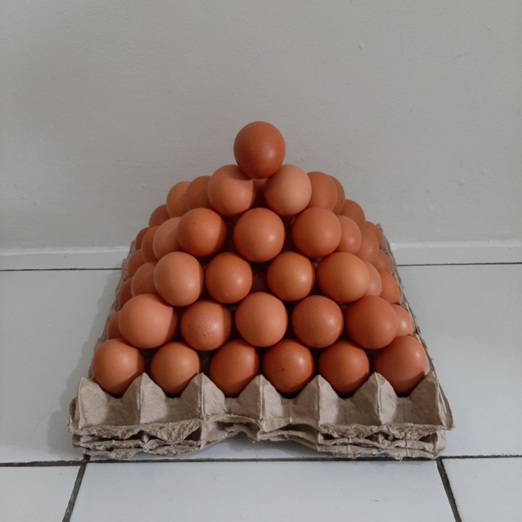 Telur murah Ajung Jember