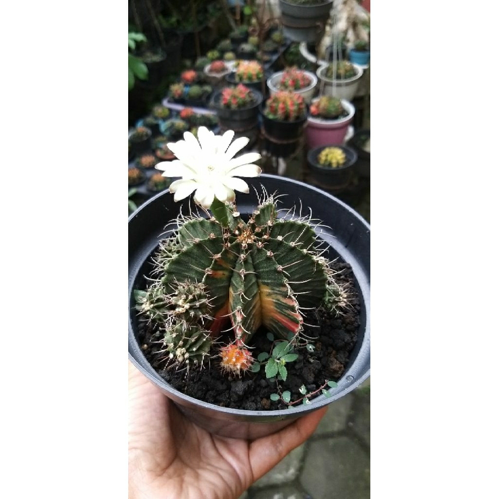 miha hybrid varigata pot 15cm
