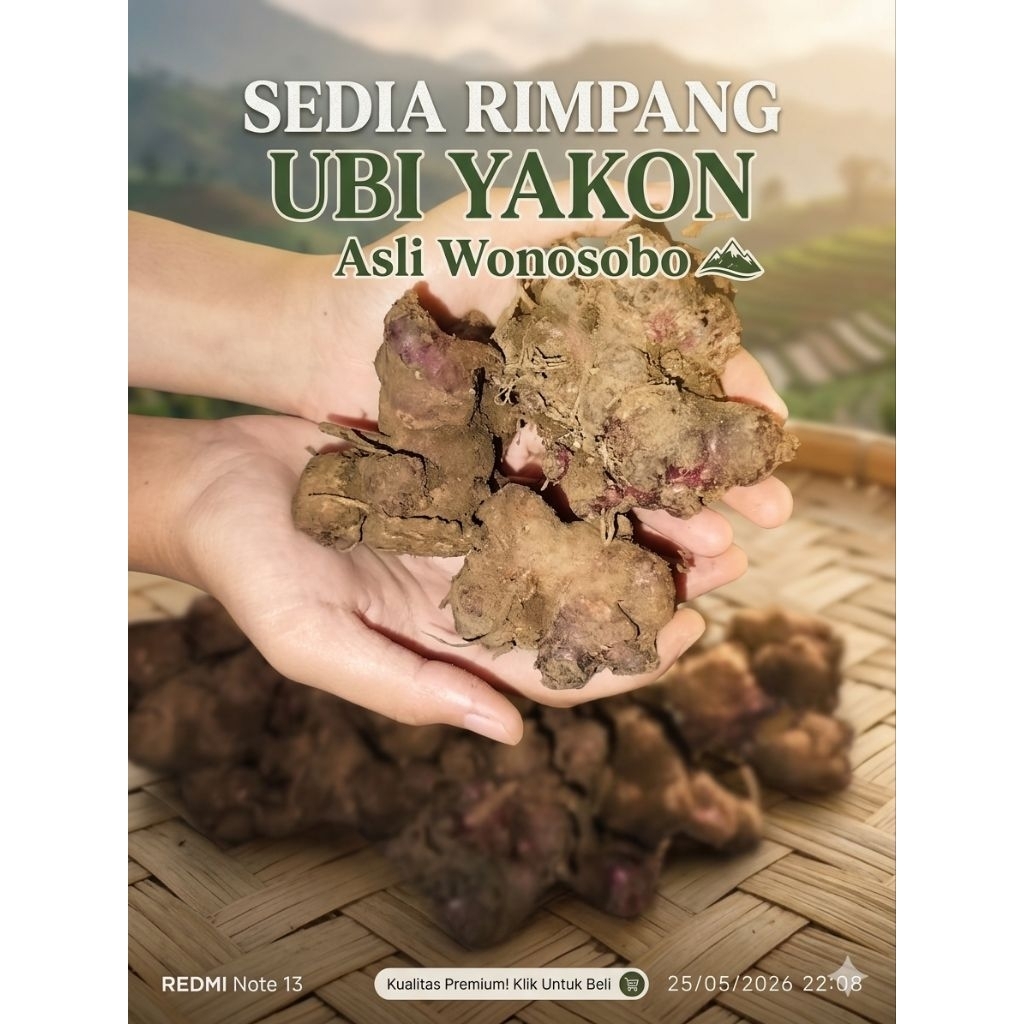 100gr Rimpang ubi yakon/ubi Yakon Wonosobo/ubi manis Wonosobo rimpang ubi Yakon viral ubi viral