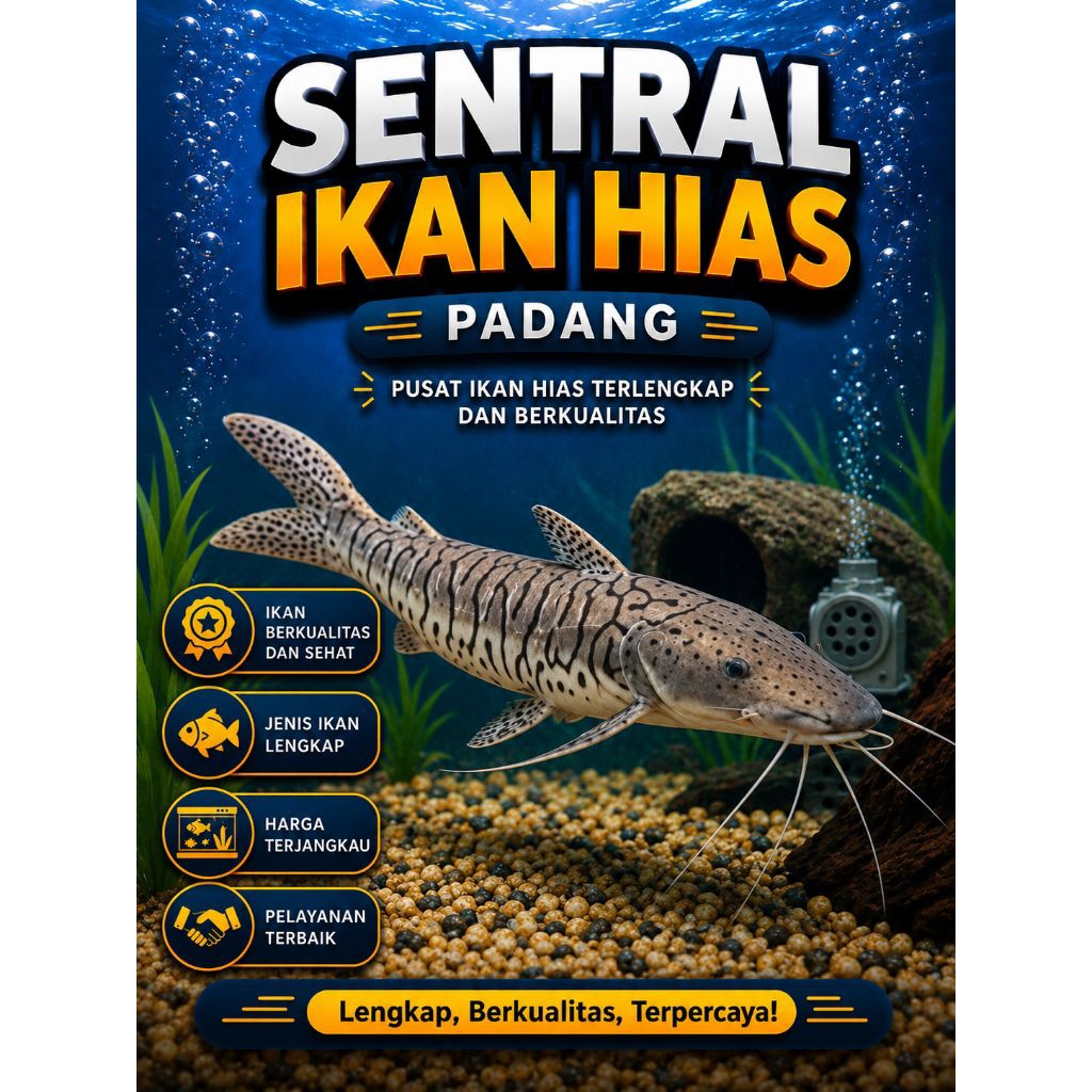 Ikan Hias Predator TSN Tiger Shovelnose Catfish Murah Sehat Anti Stres