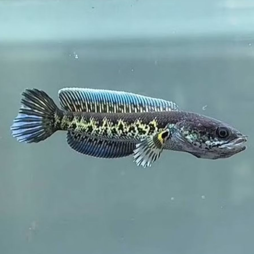 baby auranti berkualitas ukuran 3-4 cm (3 ekor+bonus pelet)