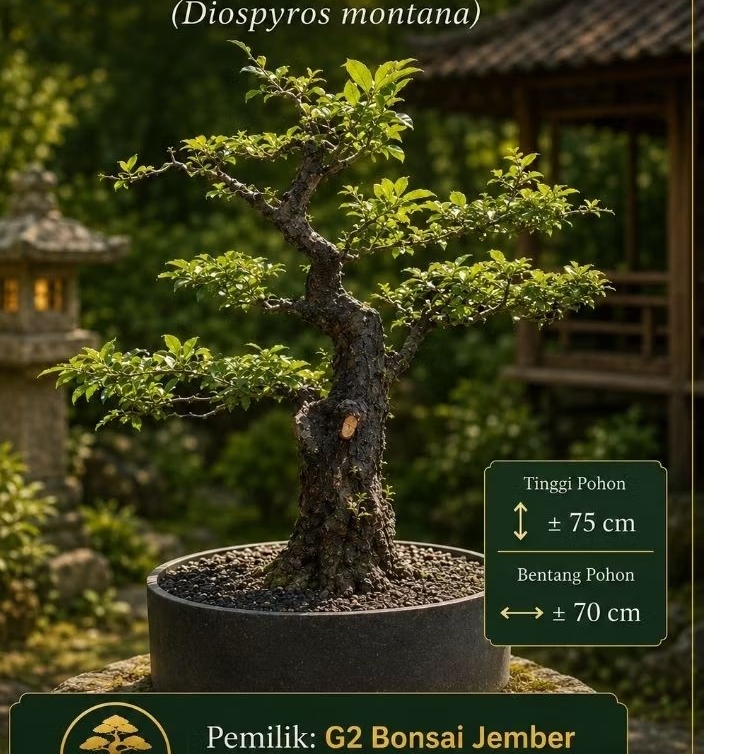 Bonsai Mustam