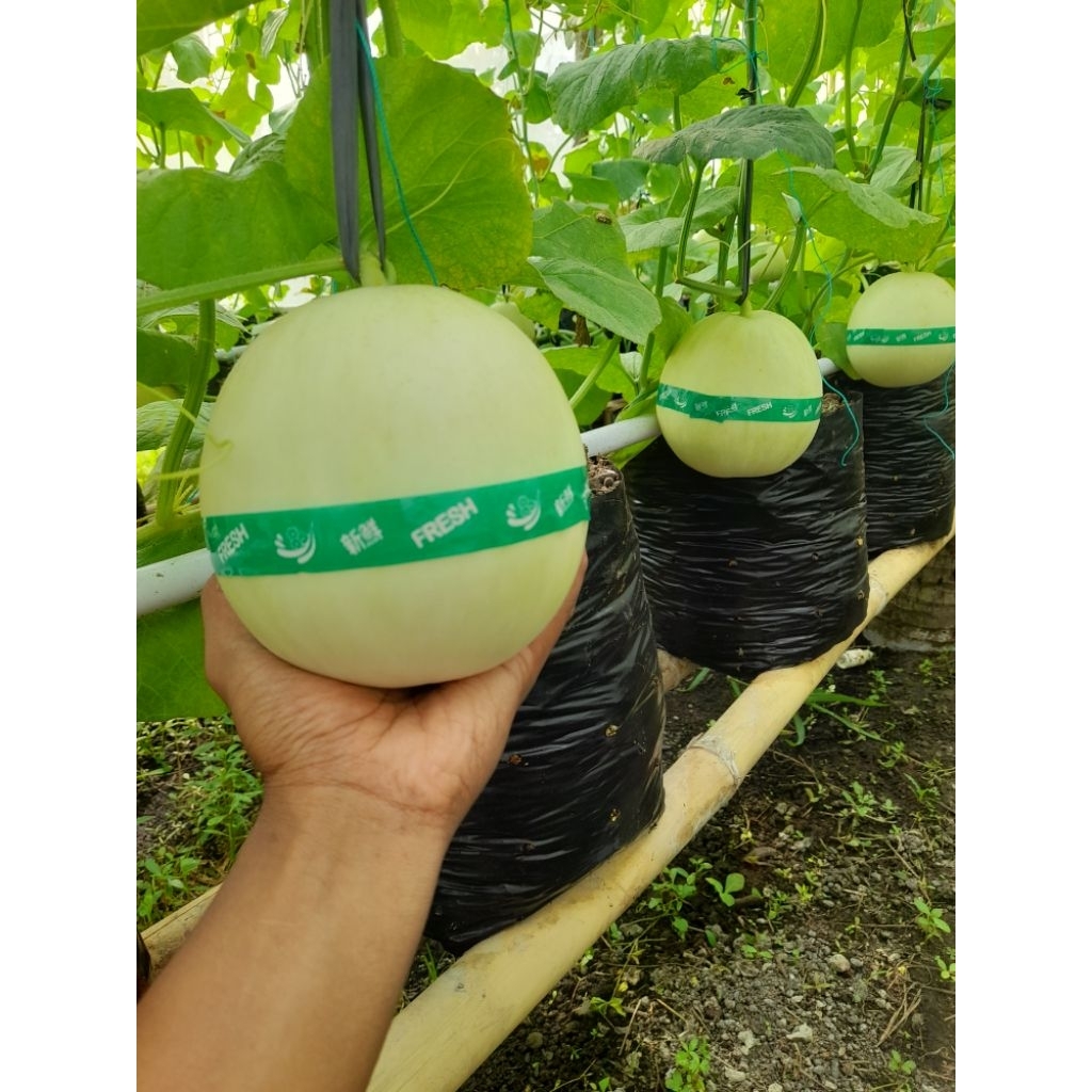 Buah melon honey globe Organik