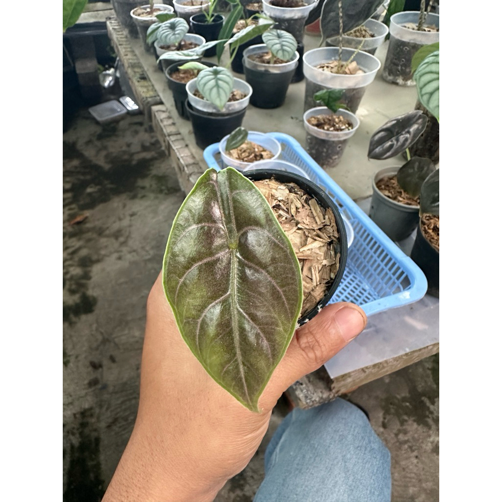 Tanaman hias alocasia azlanii