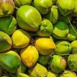 kelapa degan 1 buah utuh  segar tua muda random instan diwek bandung blimbing ngoro jombang