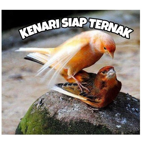 Burung kenari betina AF siap ternak body joss calon indukan berkualitas