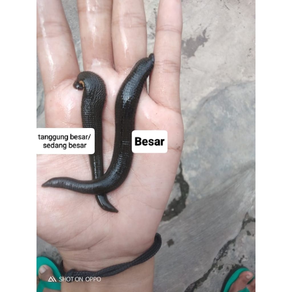 Lintah Terapi Hidup Ukuran Tanggung Besar 10 Ekor | Lintah Aktif & Sehat | Garansi Hidup | Siap Kiri